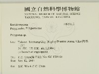 多孔菌屬藏品圖，第2張