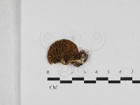 登錄號:F0033120藏品圖，第3張