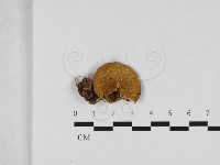 登錄號:F0033120藏品圖，第1張