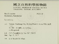 乳菇屬藏品圖，第2張