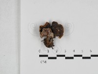 乳菇屬藏品圖，第1張