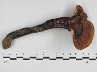 登錄號:F0033122藏品圖，第1張