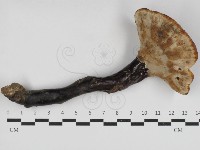 登錄號:F0033122藏品圖，第3張