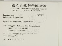 血紅密孔菌藏品圖，第2張