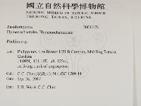 木層孔菌屬藏品圖，第2張