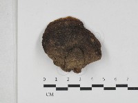 木層孔菌屬藏品圖，第1張