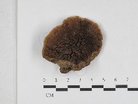 木層孔菌屬藏品圖，第3張