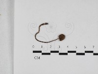 登錄號:F0033136藏品圖，第1張