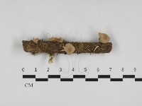 登錄號:F0033137藏品圖，第1張