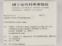 優雅波邊革菌藏品圖，第2張