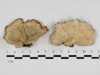 優雅波邊革菌藏品圖，第1張