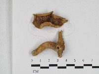 乳菇屬藏品圖，第1張