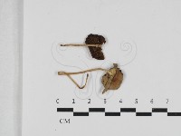 登錄號:F0033143藏品圖，第1張