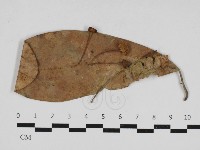 登錄號:F0033144藏品圖，第1張