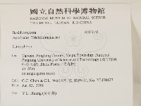 杯傘屬藏品圖，第2張