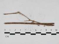 登錄號:F0033150藏品圖，第1張