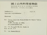 小菇屬藏品圖，第2張