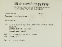 小皮傘屬藏品圖，第2張