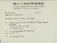 簇生鬼傘藏品圖，第2張