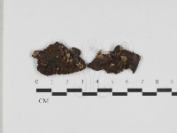 簇生鬼傘藏品圖，第1張