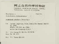 毛木耳藏品圖，第2張