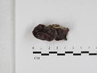 毛木耳藏品圖，第1張