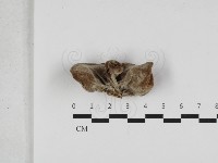 毛木耳藏品圖，第3張