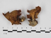 糙皮側耳藏品圖，第2張