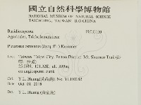 糙皮側耳藏品圖，第1張