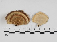 相鄰小孔菌藏品圖，第1張