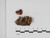 木層孔菌屬藏品圖，第1張