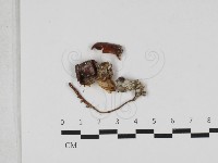 登錄號:F0033163藏品圖，第1張