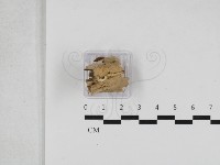 登錄號:F0033164藏品圖，第1張