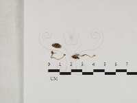 登錄號:F0033167藏品圖，第1張