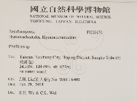 木層孔菌屬藏品圖，第2張