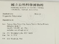 硬孔菌屬藏品圖，第2張