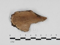 硬孔菌屬藏品圖，第1張