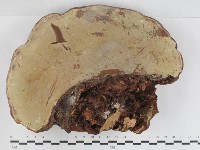 登錄號:F0033176藏品圖，第3張