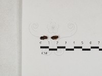 登錄號:F0033177藏品圖，第1張