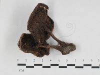 登錄號:F0033178藏品圖，第3張