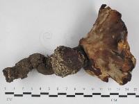 登錄號:F0033181藏品圖，第1張