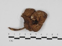 登錄號:F0033182藏品圖，第2張