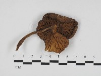 登錄號:F0033182藏品圖，第3張