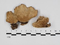登錄號:F0033183藏品圖，第1張