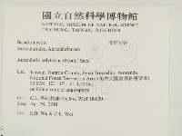 毛木耳藏品圖，第2張