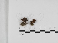 登錄號:F0033185藏品圖，第1張