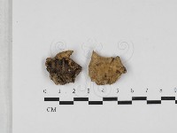 煙管菌藏品圖，第1張