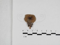 登錄號:F0033187藏品圖，第1張