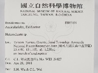 刺皮菌屬藏品圖，第2張