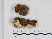 登錄號:F0033201藏品圖，第1張